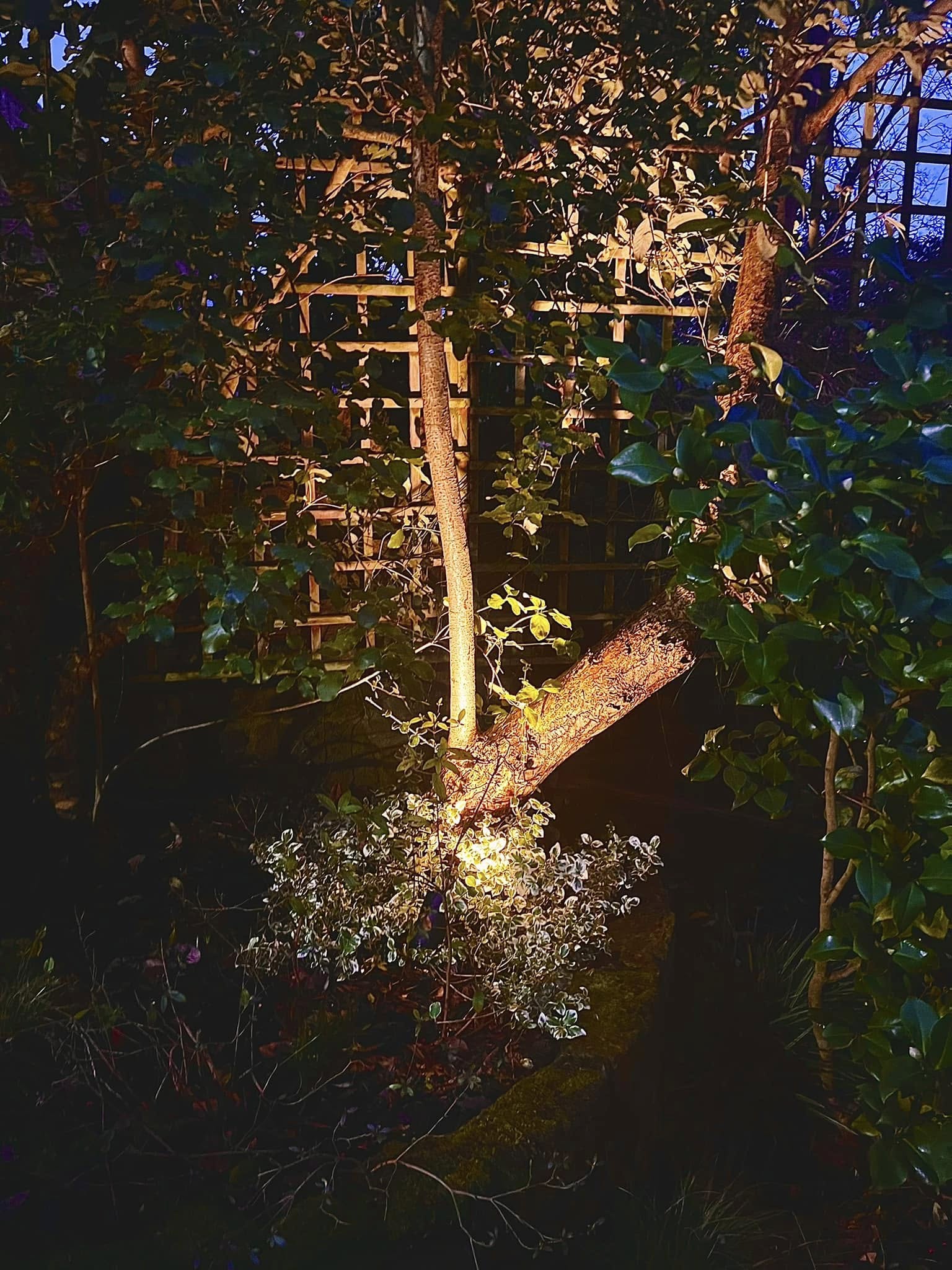 A tree trunk and shrubs lit from below against a trellis at night