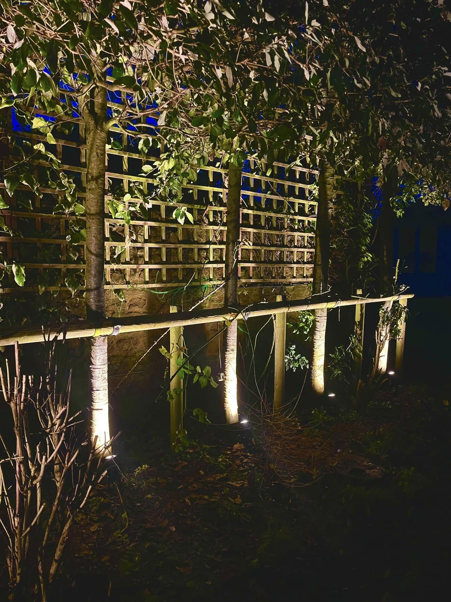 A row of spike uplights washing light up a trellis fence and tree stems